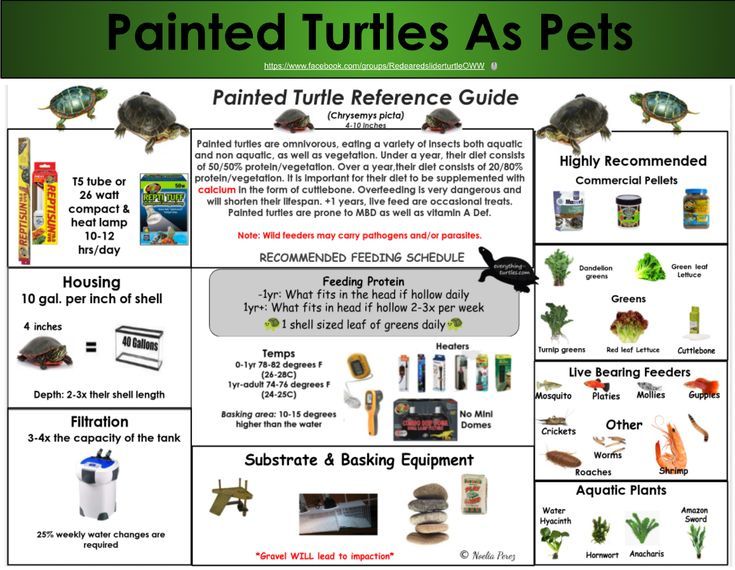 How to Care for a Painted Turtle?