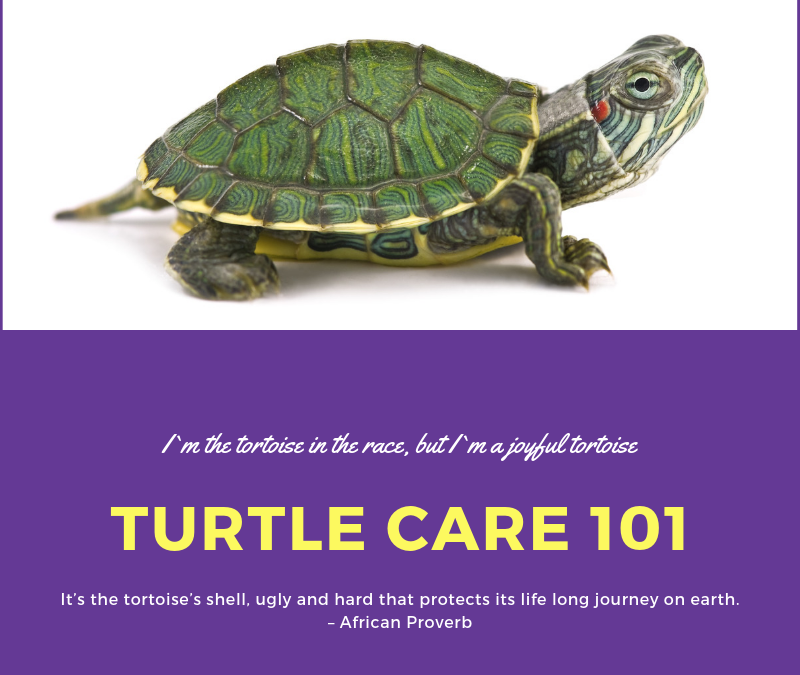 How to Care for a Pet Turtle?