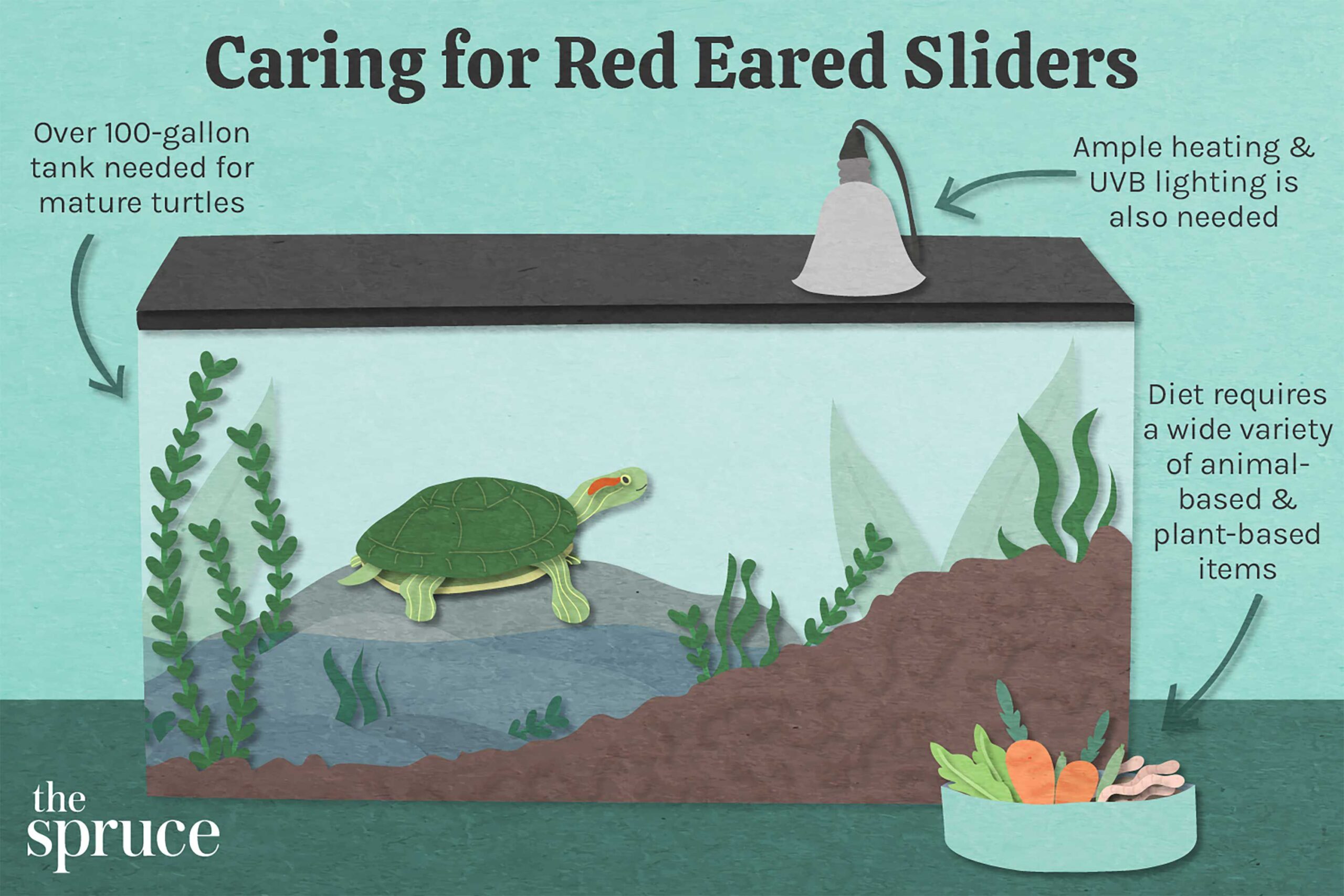 How to Care for a Red Eared Slider Turtle?