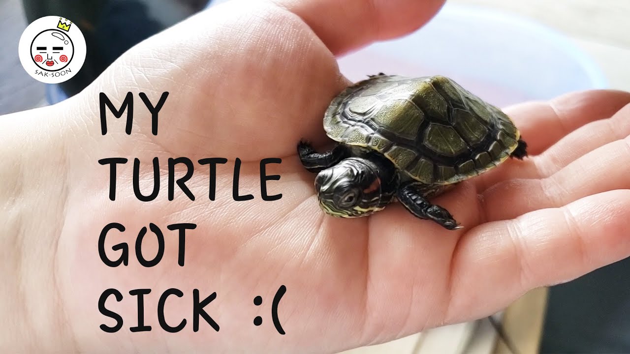How to Care for a Sick Turtle?