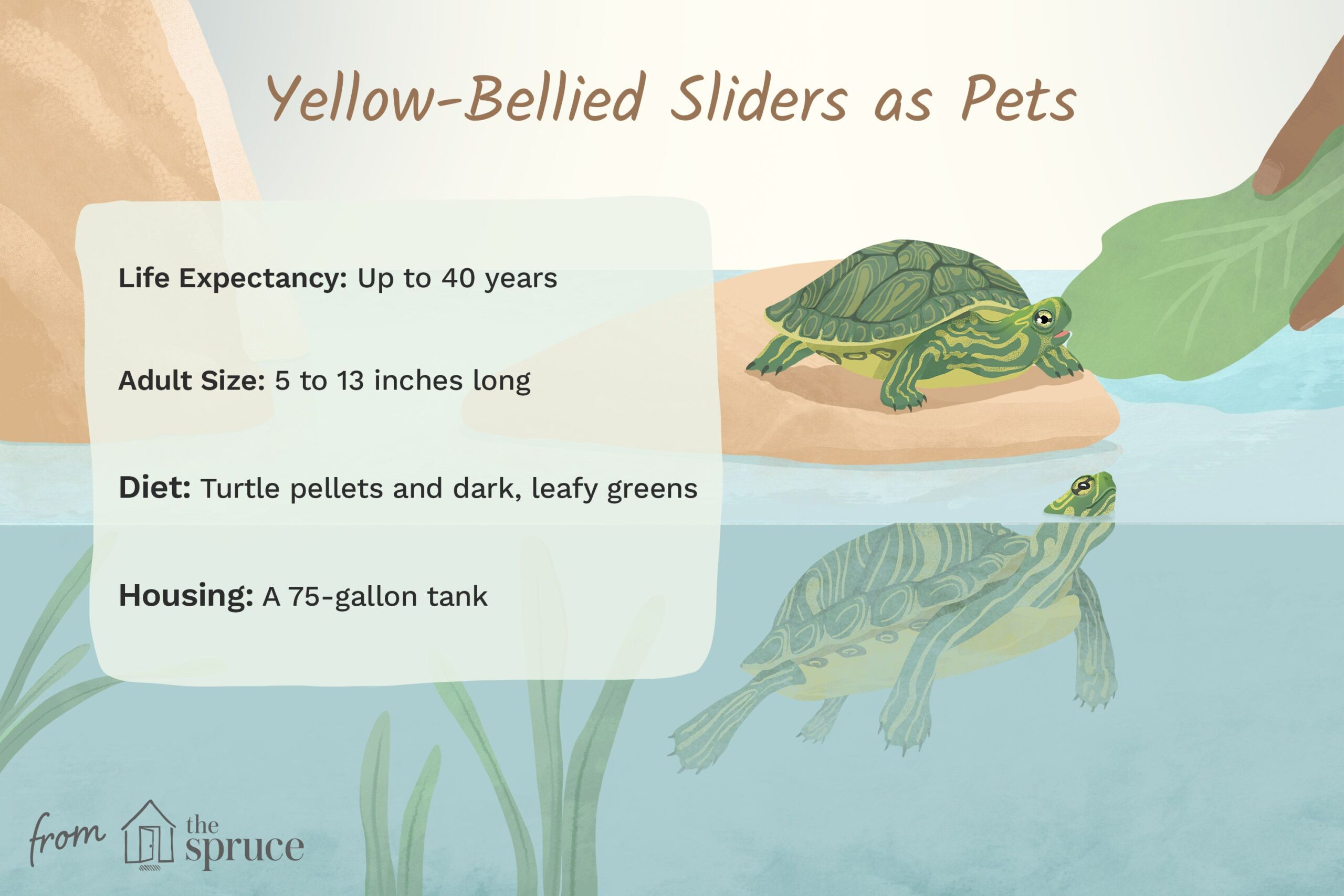 How to Care for a Yellow Belly Turtle?