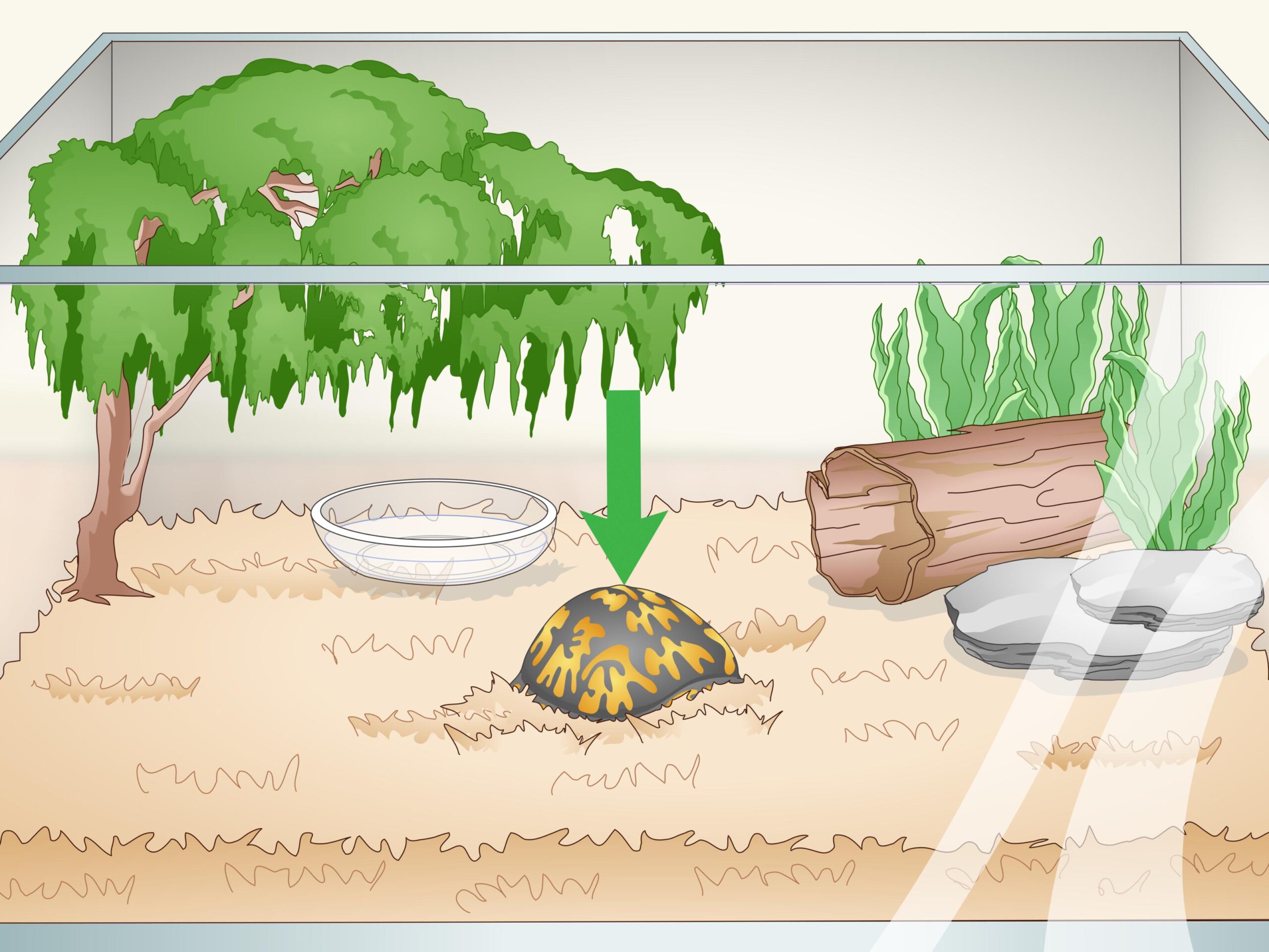 How to Care for Eastern Box Turtle?