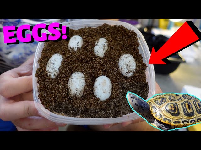 How to Care for Turtle Eggs Without an Incubator?