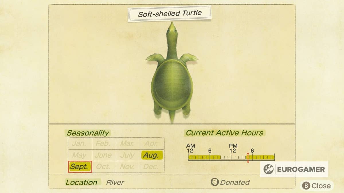 How to Catch a Turtle in Animal Crossing