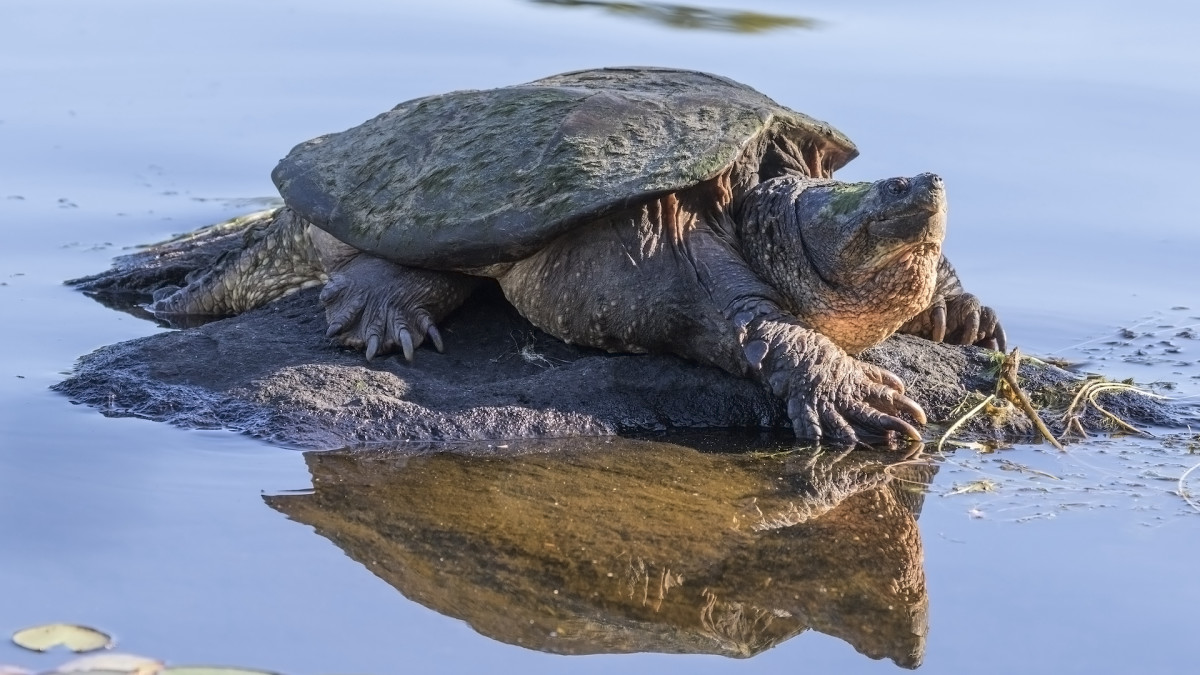 How to Catch Snapping Turtle in Pond