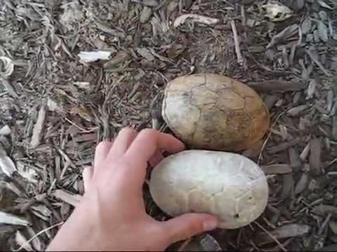 How to Clean a Dead Turtle Shell