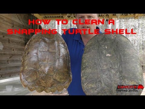 How to Clean a Turtle Shell for Display