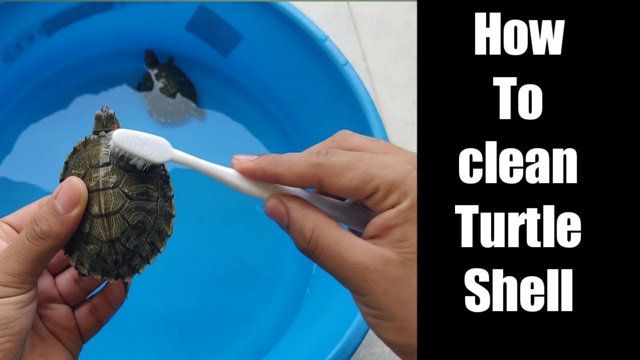 How to Clean a Turtle'S Shell