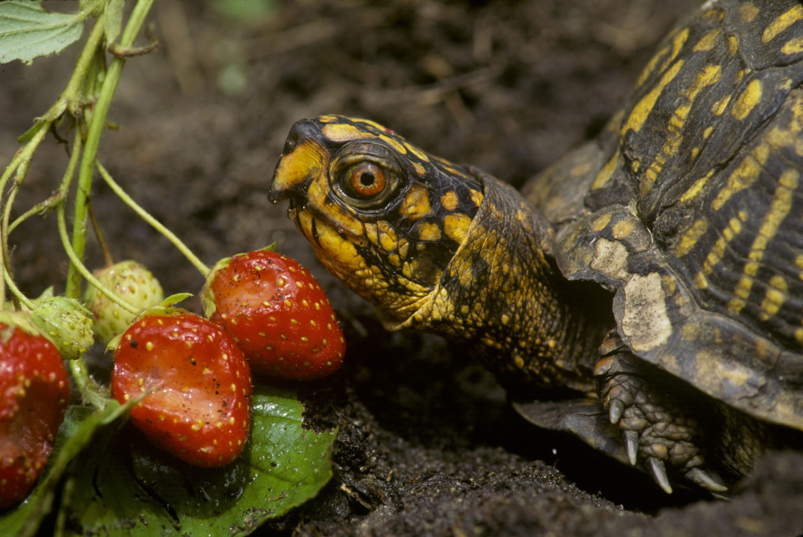 How to Feed a Box Turtle