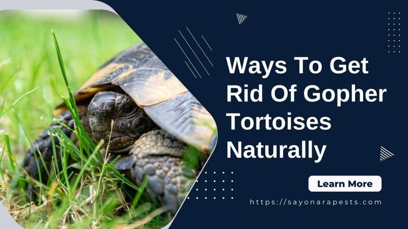 How to Get Rid of Gopher Turtles