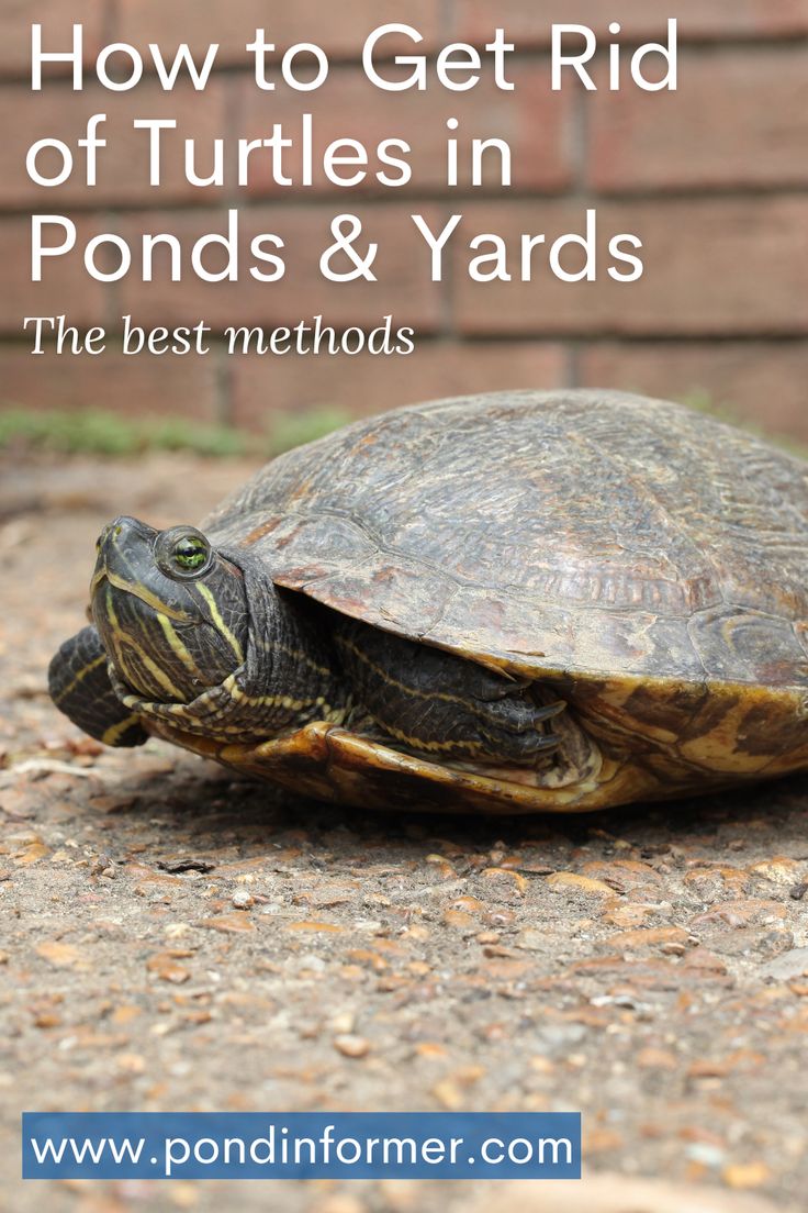 How to Get Rid of Turtles in Pond