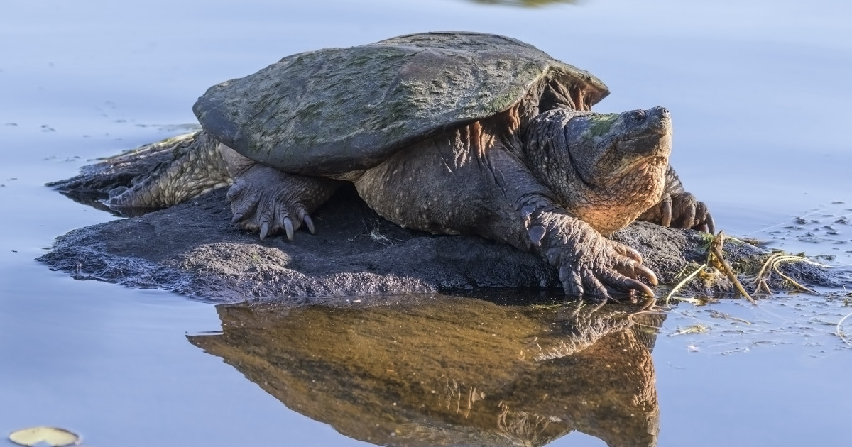 How to Get Snapping Turtles Out of Pond