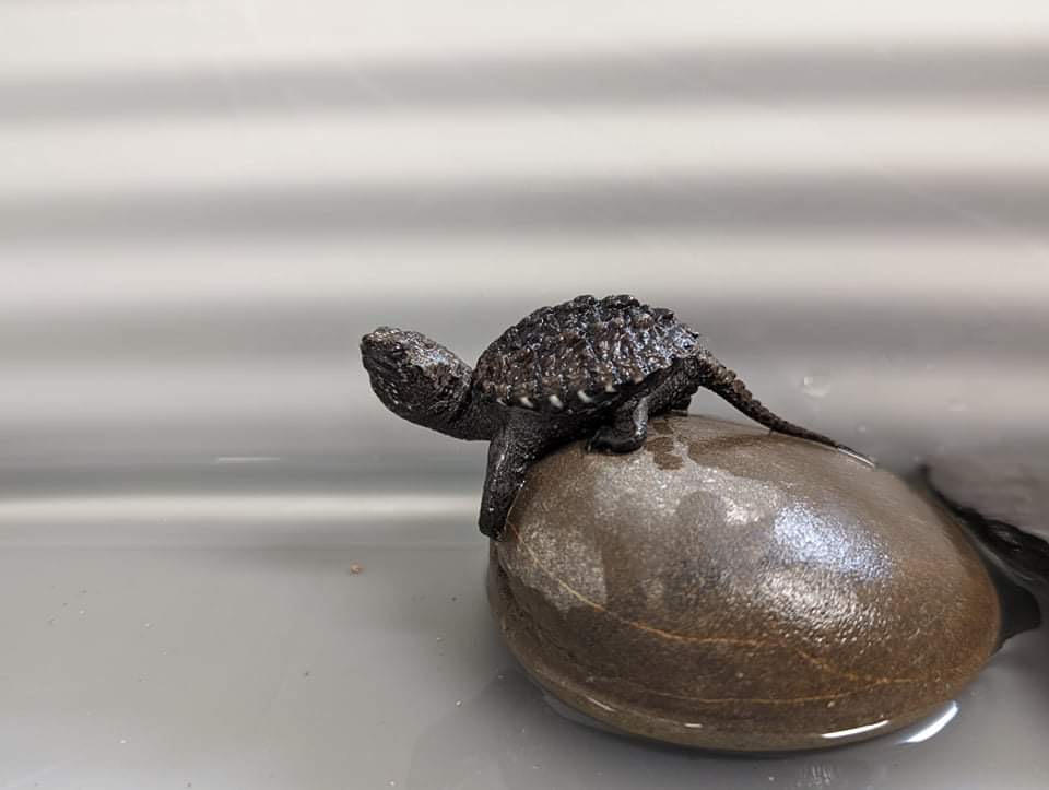 How to Hatch a Snapping Turtle Egg
