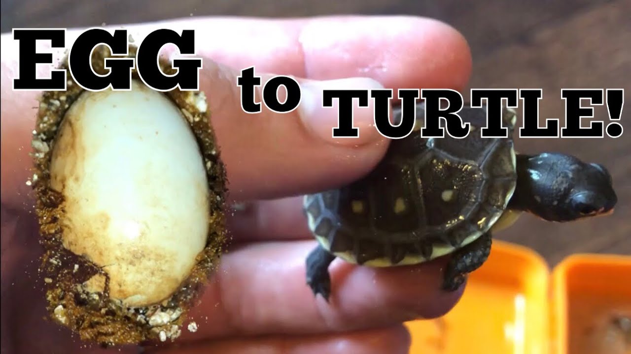 How to Hatch Box Turtle Eggs
