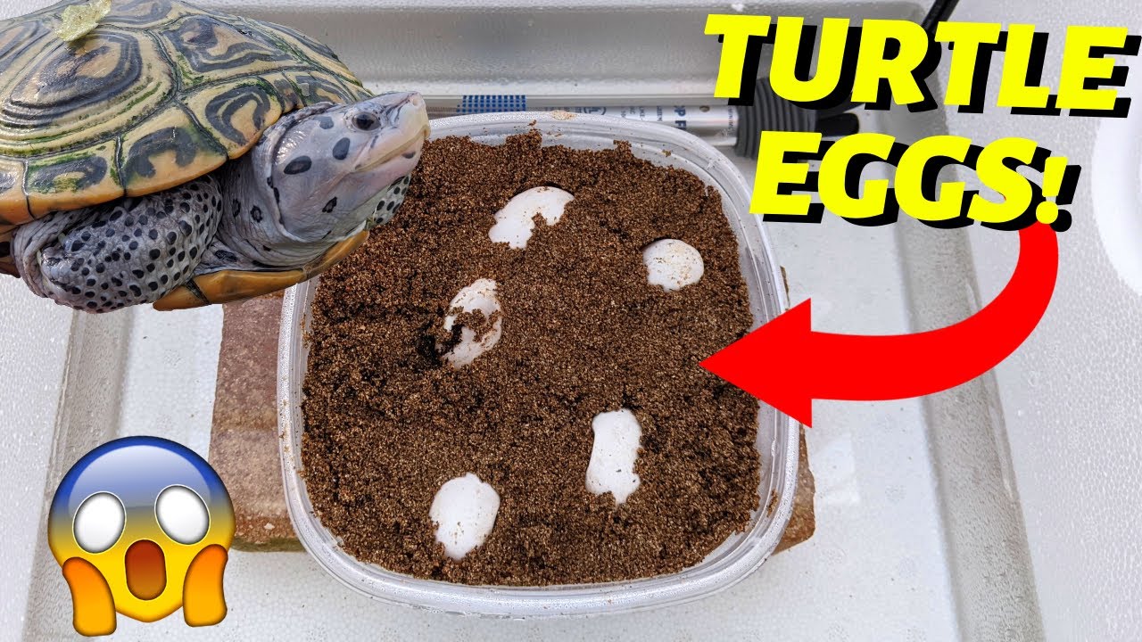 How to Incubate Turtle Eggs Without an Incubator