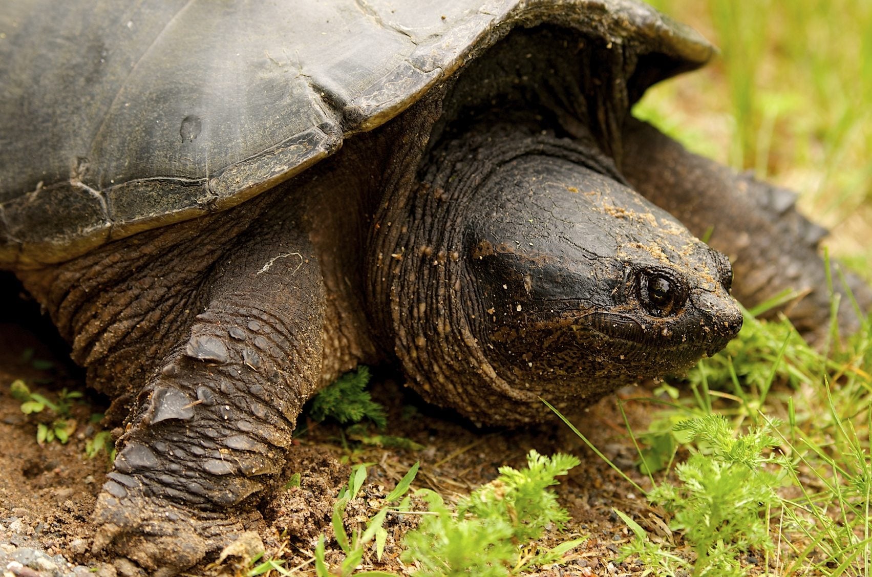 How to Keep Snapping Turtles Out of Your Yard