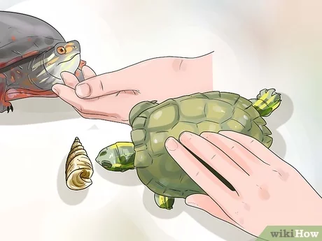 How to Know If Your Turtle is Sad