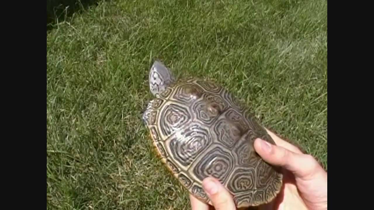 How to Tell If a Box Turtle is Pregnant