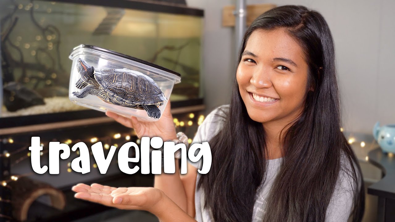 How to Travel With a Turtle on a Plane