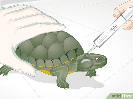 How to Treat Turtle Ear Abscess at Home
