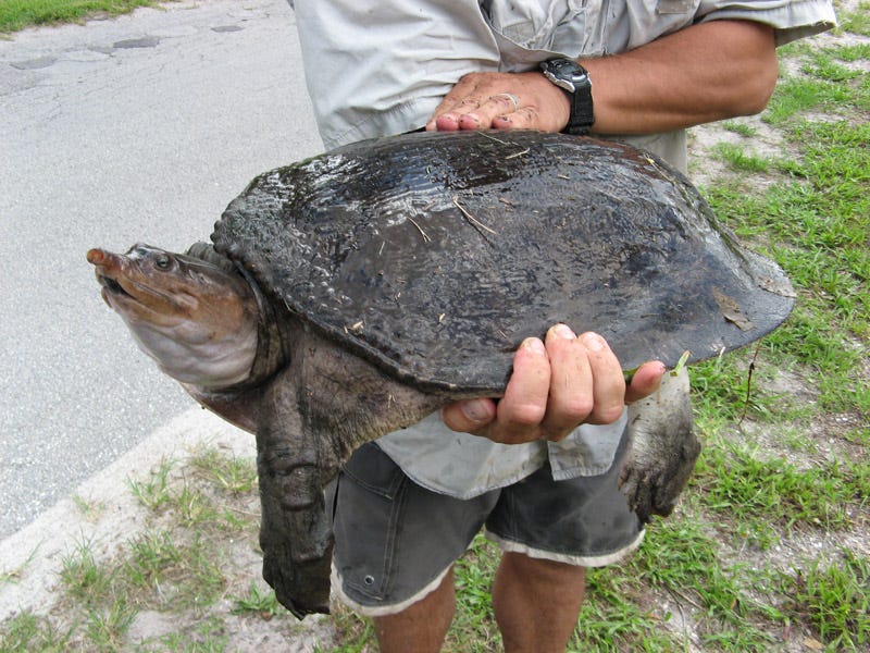 Is It Illegal to Catch Soft Shell Turtles in Florida