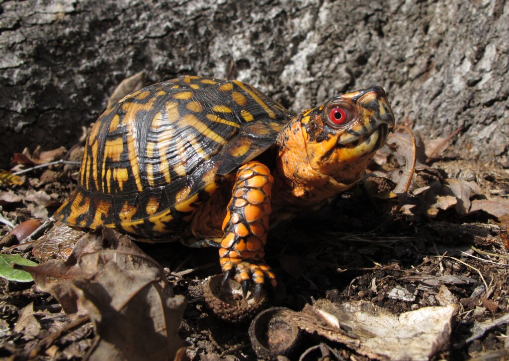 Is It Illegal to Own a Box Turtle
