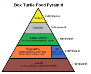 What Can I Feed My Box Turtle - Turtlean