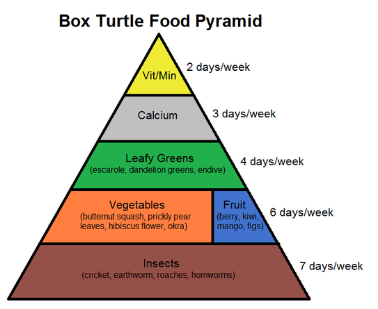 What Can I Feed My Box Turtle