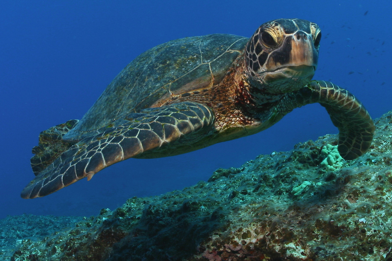 What Can We Do to Help Sea Turtles