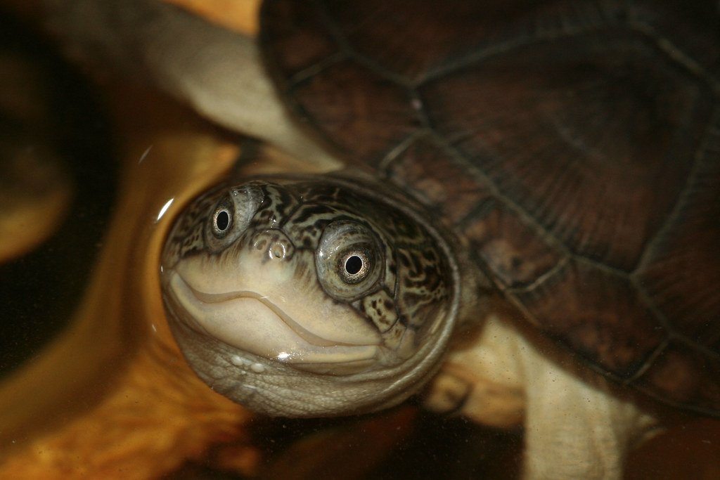 What Do African Sideneck Turtles Eat