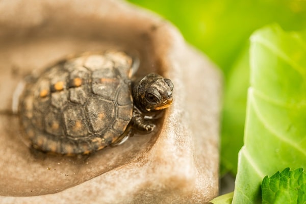 What Do Baby Box Turtles Eat