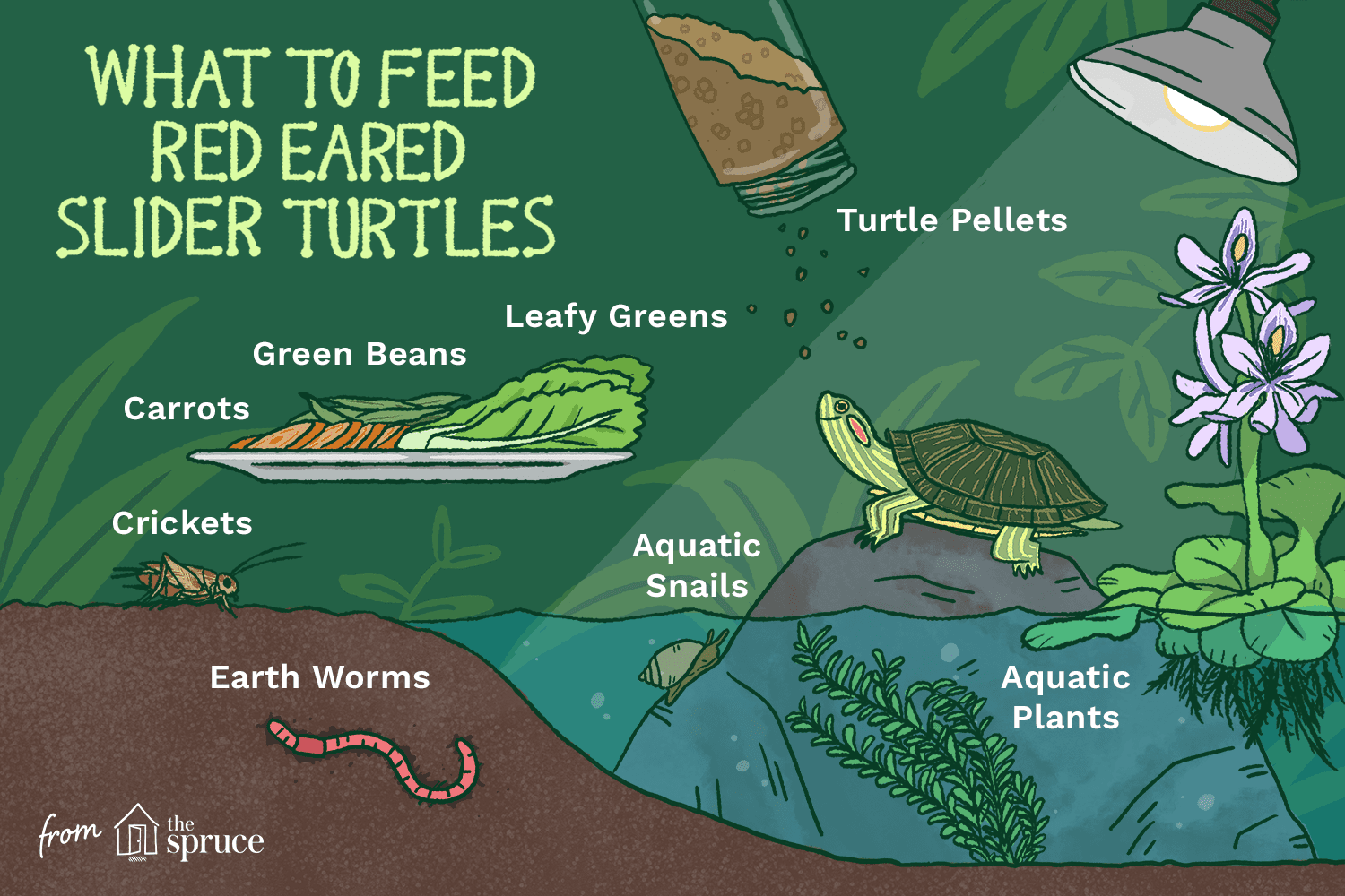What Do Baby Slider Turtles Eat