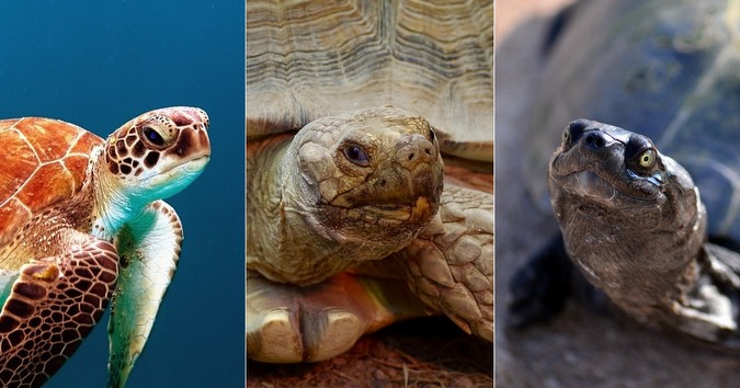 What'S the Difference between Turtles And Terrapins