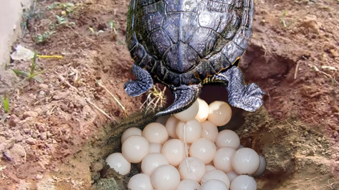 When Do Painted Turtle Eggs Hatch