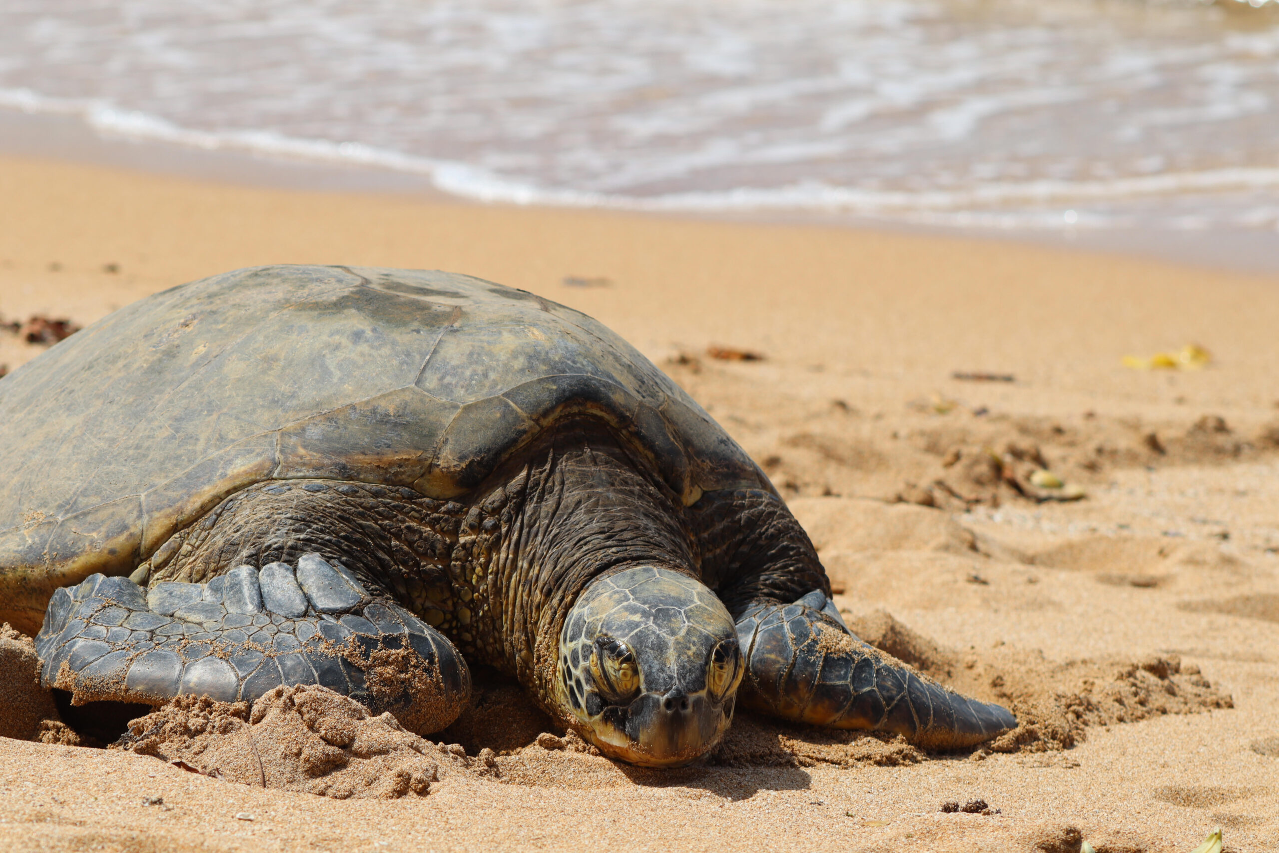 When Do Sea Turtles Come to Shore in Hawaii