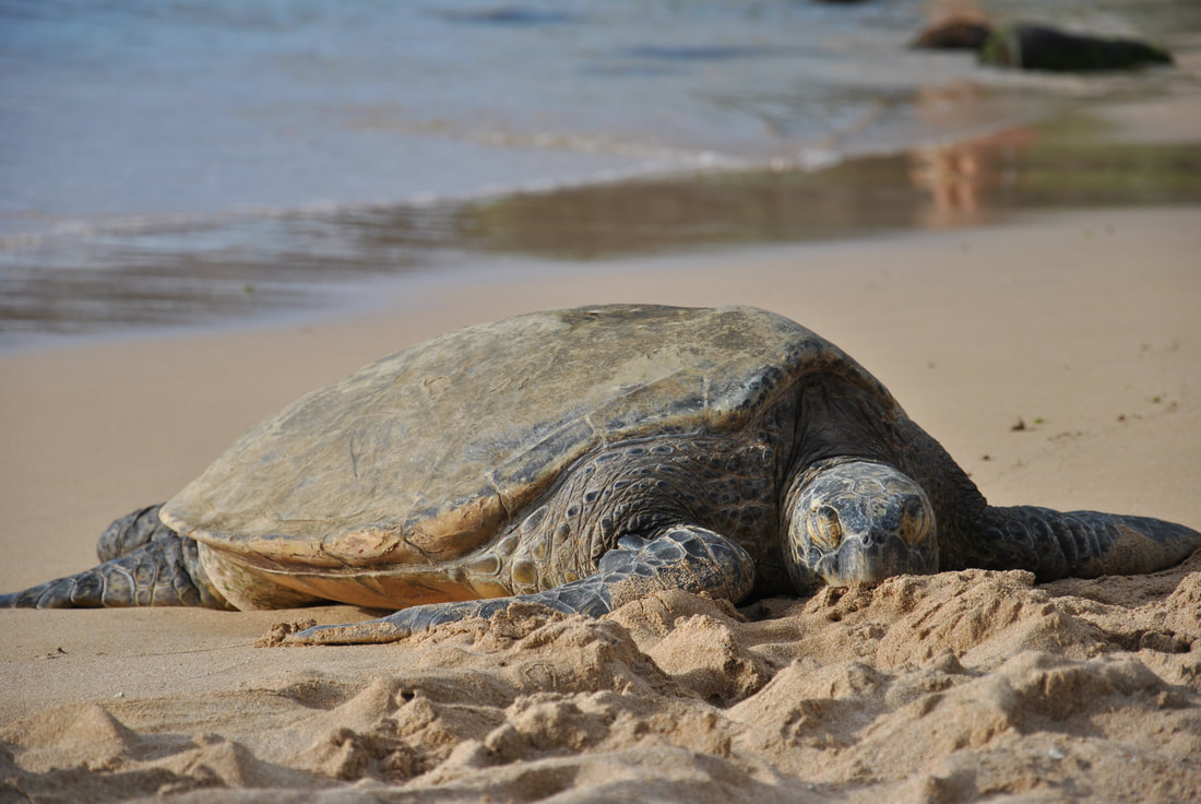 When Do Sea Turtles Lay Eggs in Hawaii