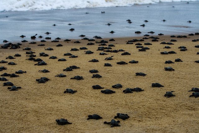 When Do Turtles Hatch in Costa Rica