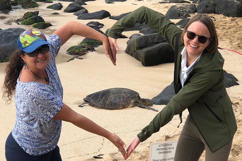 When Do Turtles Hatch in Hawaii