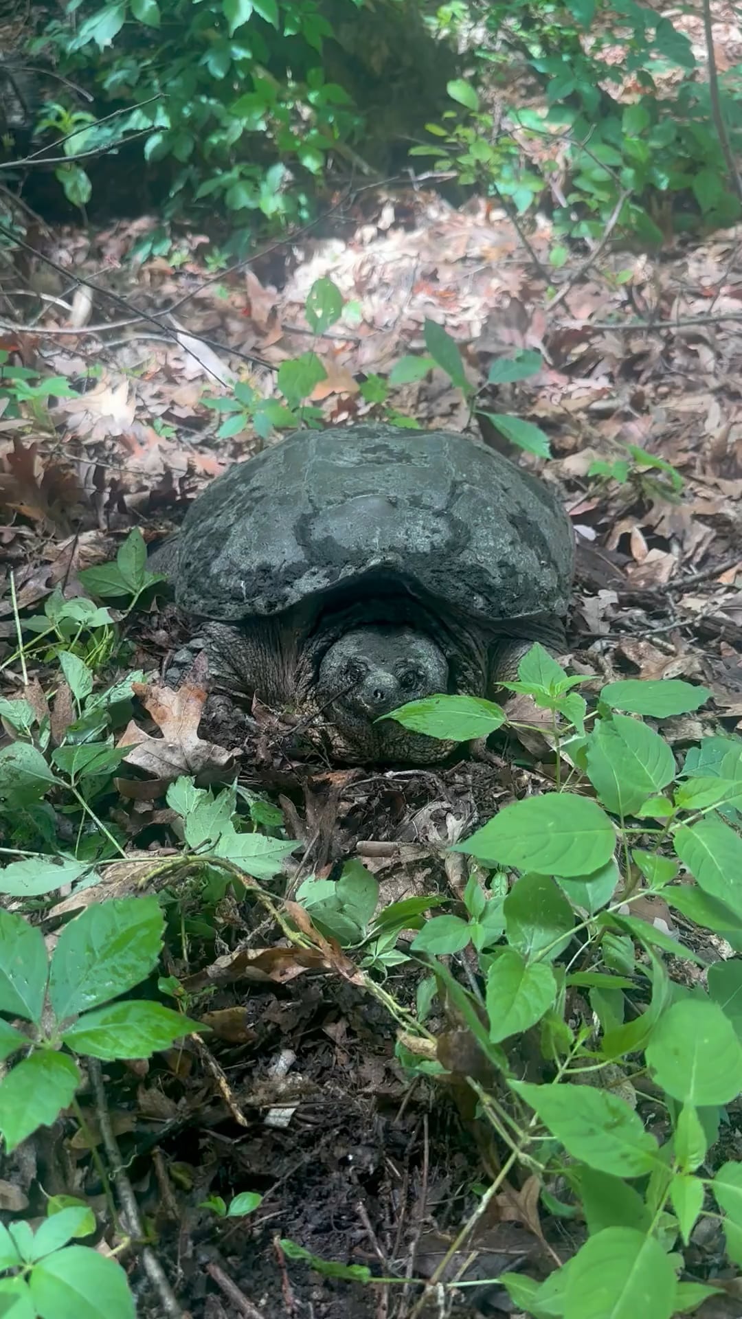 Why are Snapping Turtles So Aggressive?