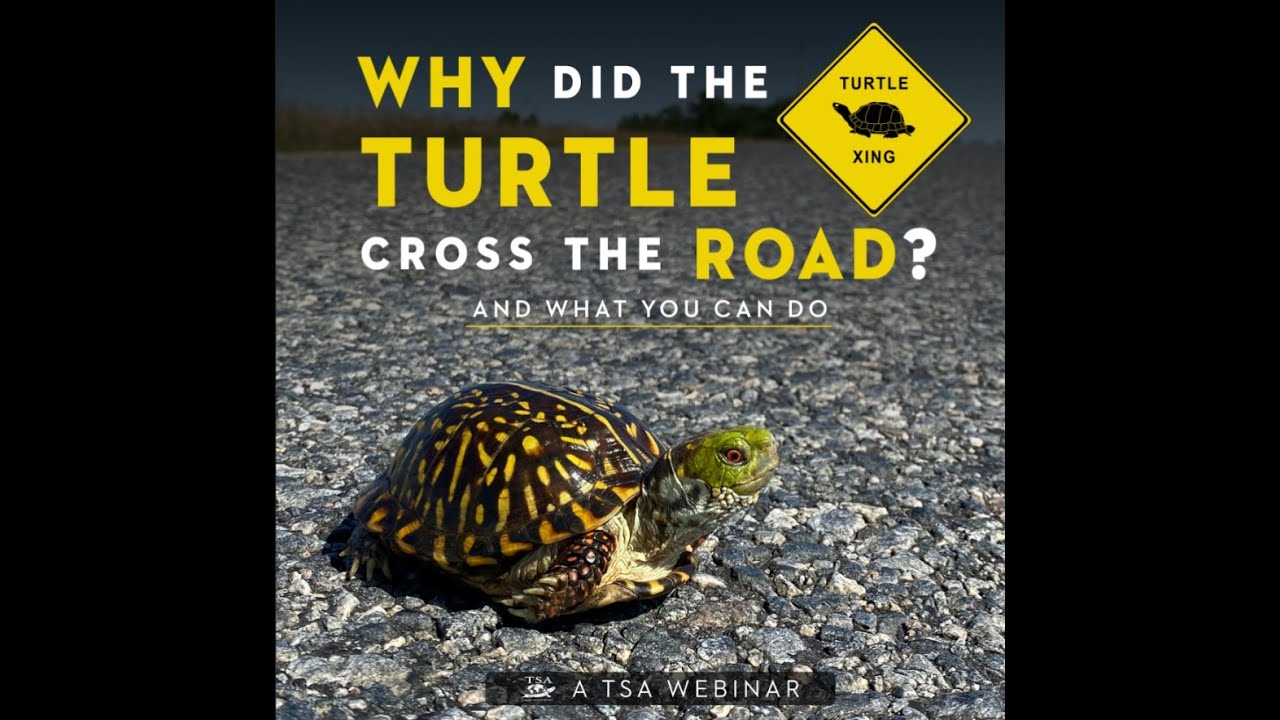 Why Did the Turtle Cross the Road?