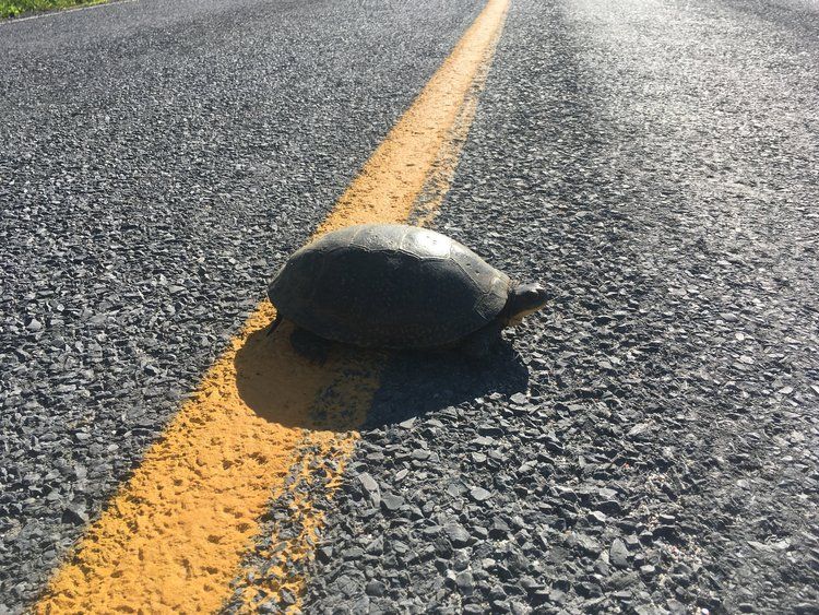 Why Do Turtles Cross the Road?