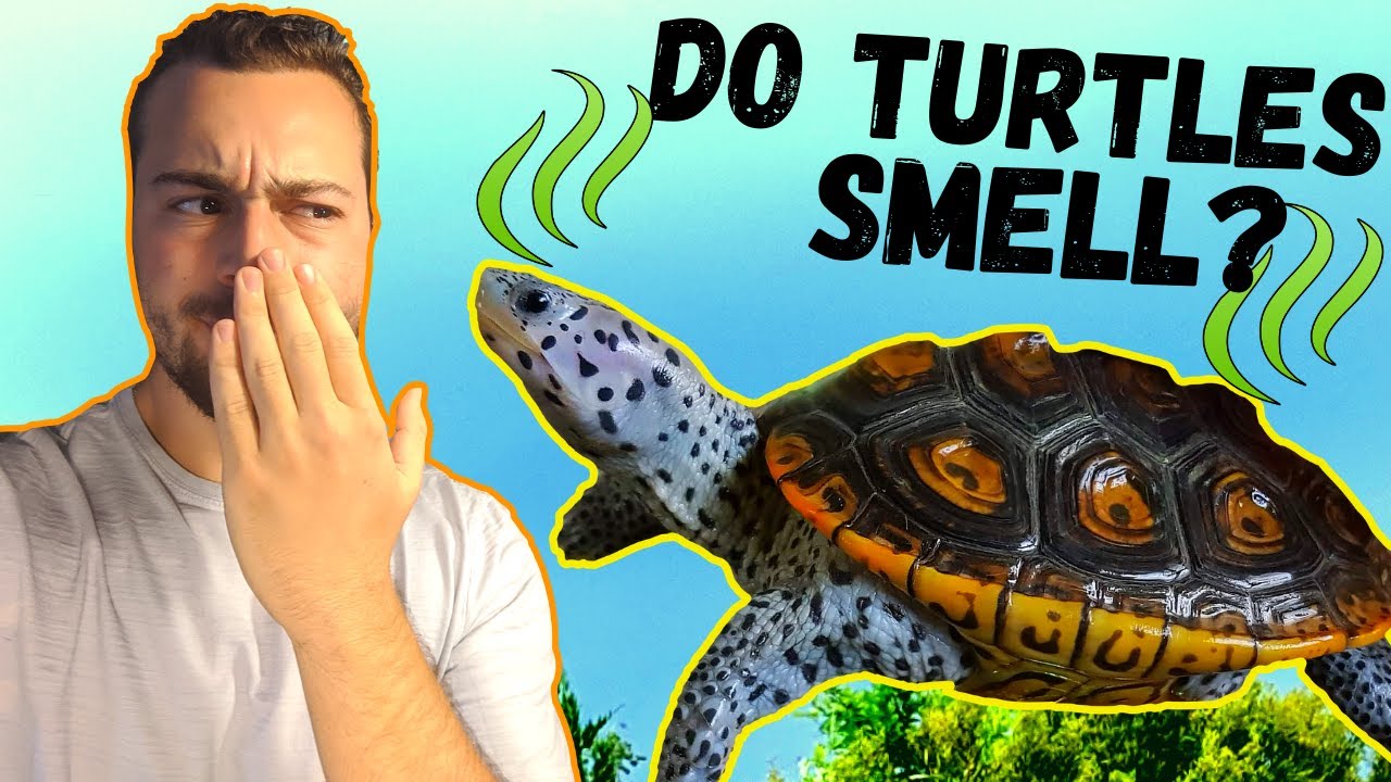 Why Does My Turtle Tank Smell?