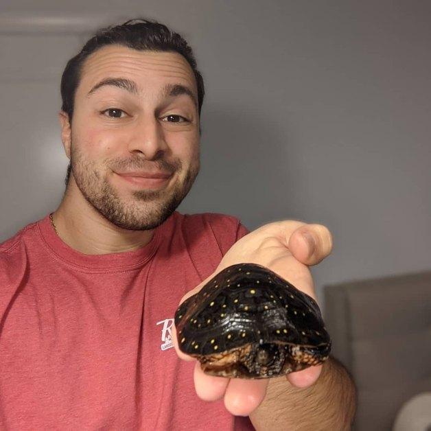 Why Don'T Turtles Like Black?