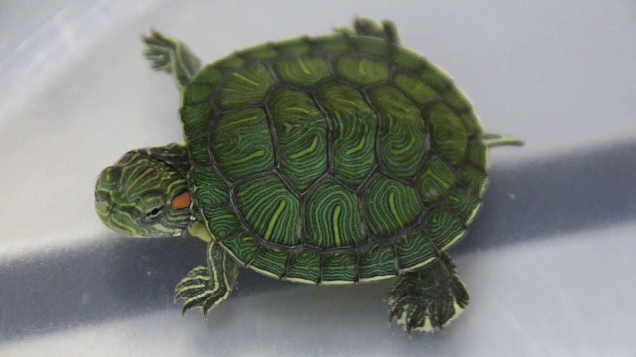 Why is My Red Eared Slider Turtle Not Eating?