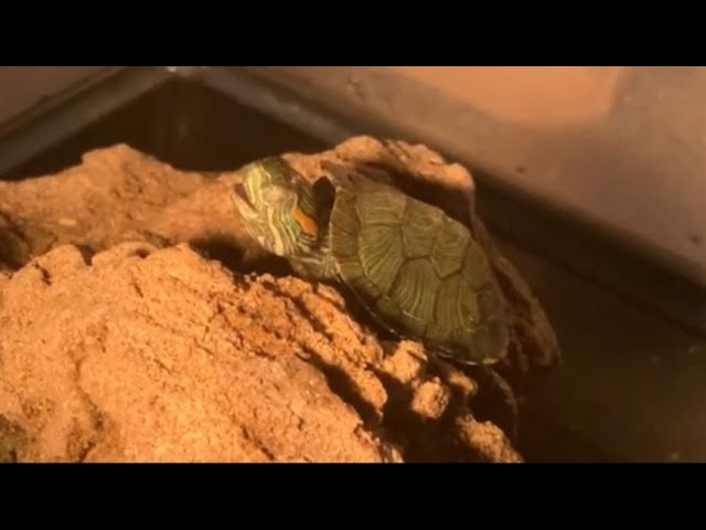Why is My Turtle Making Noises?
