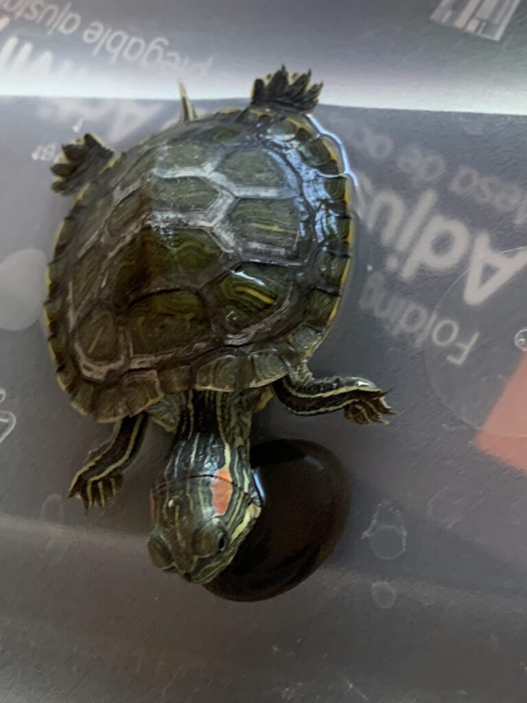 Why is My Turtle Not Moving? - Turtlean