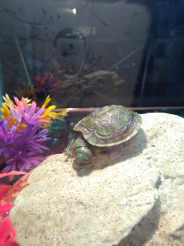 Why is My Turtle Sleeping So Much? - Turtlean