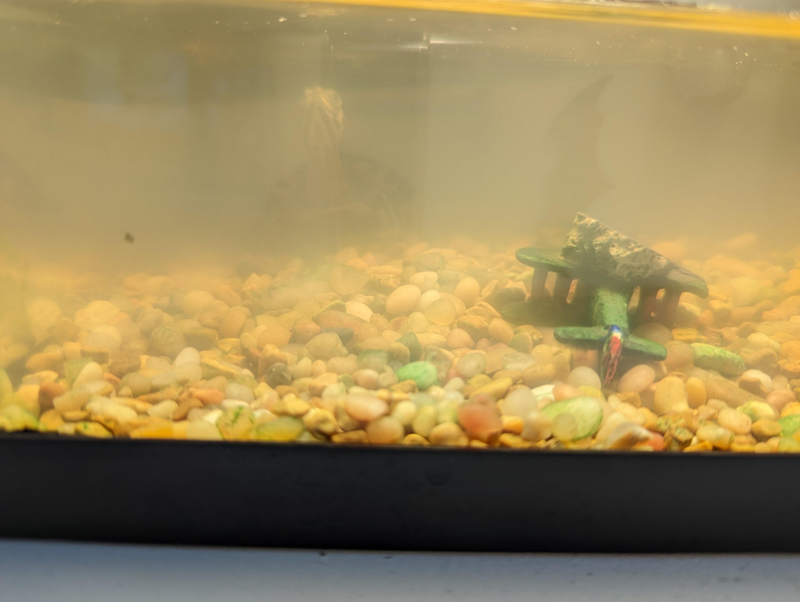 Why is My Turtle Tank Cloudy?