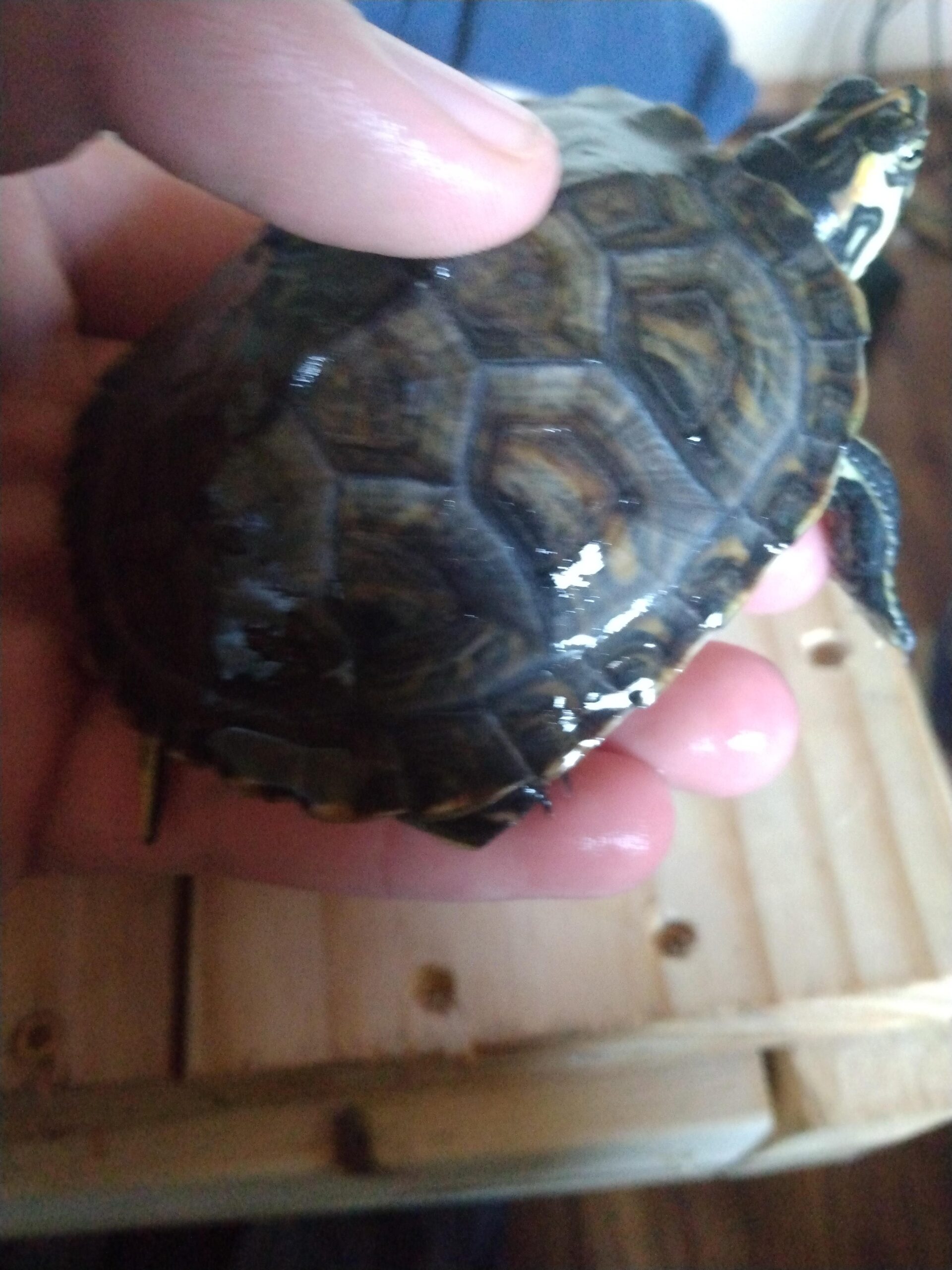 Why is My Turtle'S Shell Soft?