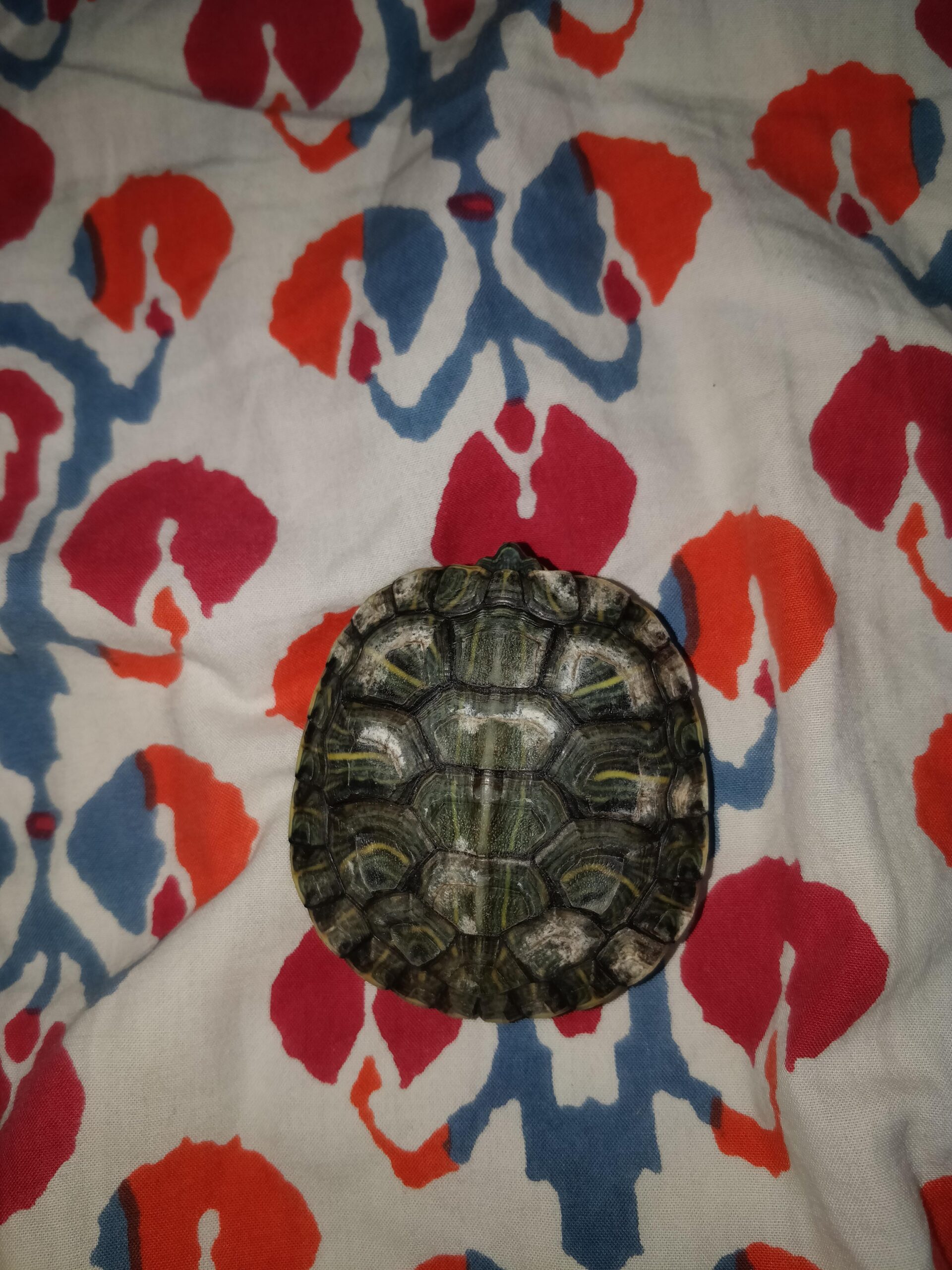 Why is My Turtle'S Shell Turning White?